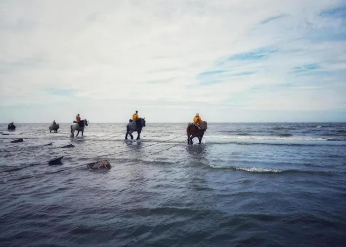 By The Sea In Belgium With Access Appartamento
